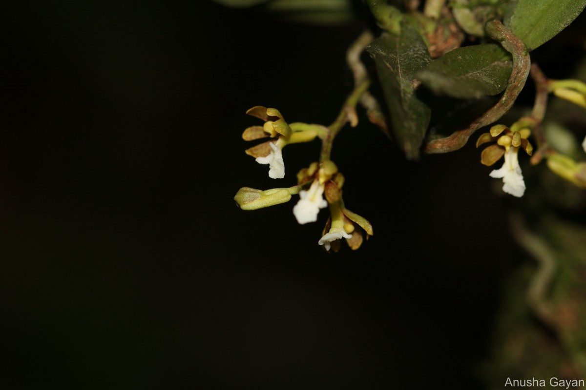 Trichoglottis quadriga Atthan., C.Bandara, Peiris & Kumar